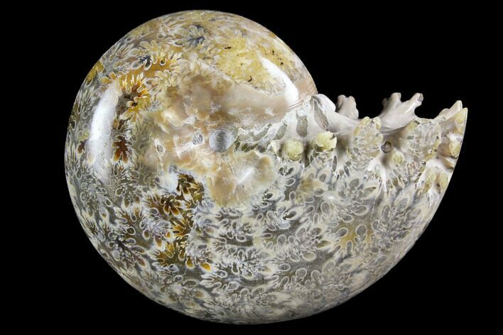 Polished, Agatized Ammonite (Phylloceras?) - Madagascar #149203